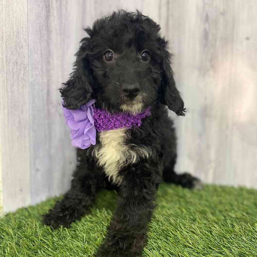 Female Mini Goldendoodle 2nd Gen Puppy for Sale in Saugus, MA