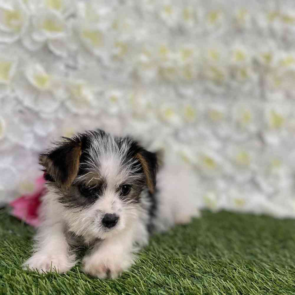 Female Biewer Yorkshire Terrier Puppy for Sale in Braintree, MA