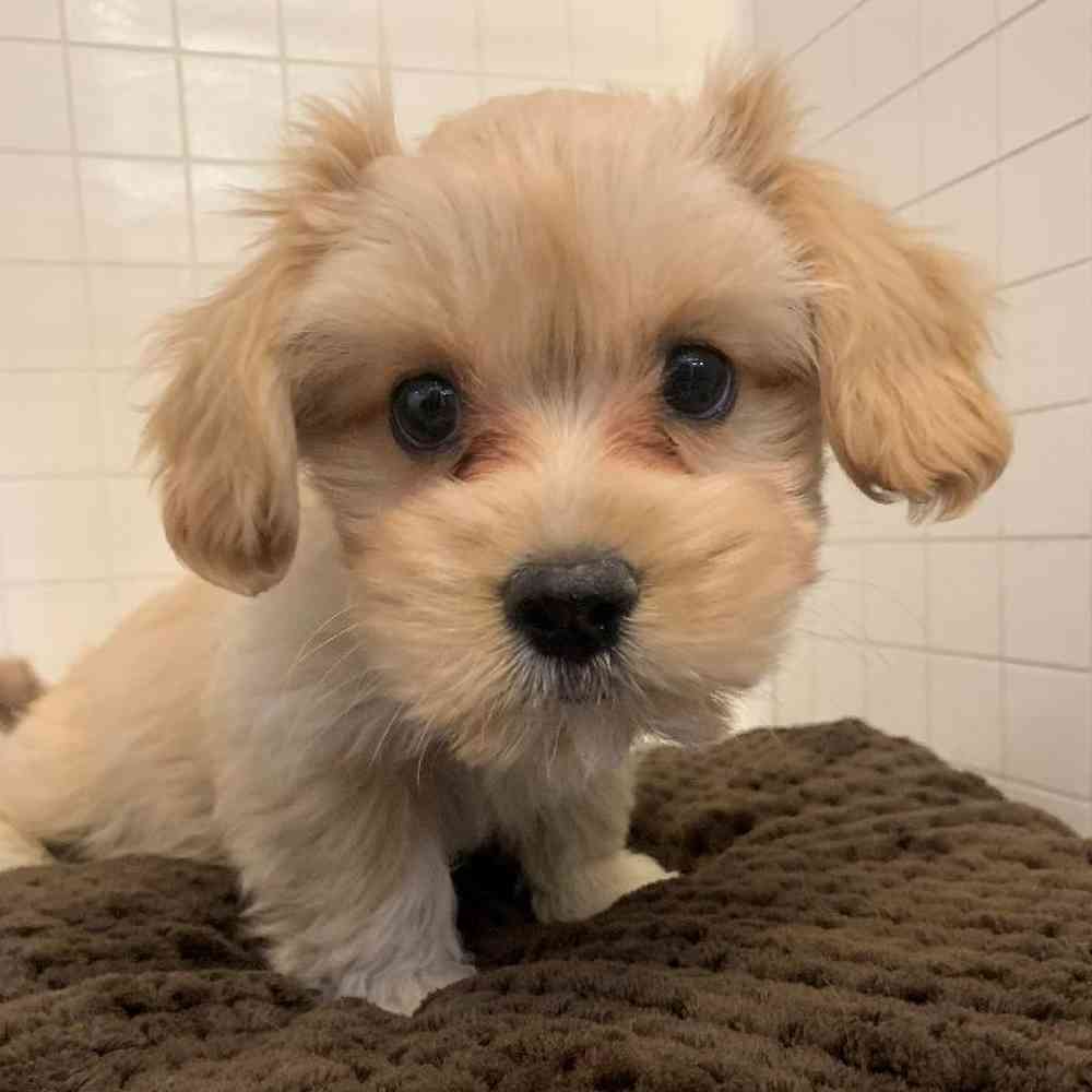 Male Cavamalt Puppy for sale