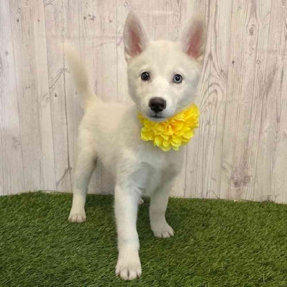 Female Huskimo Puppy for Sale in Saugus, MA