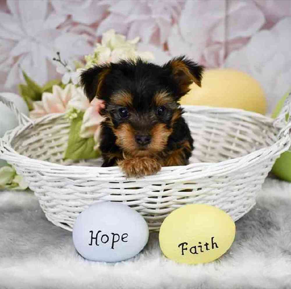 Female Yorkshire Terrier Puppy for Sale in Braintree, MA
