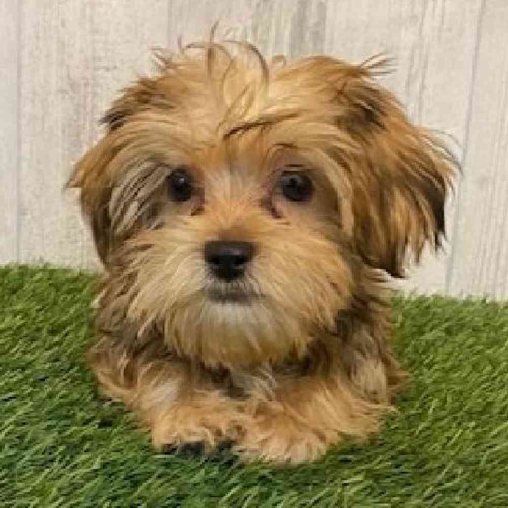 Male Shorkie Puppy for sale