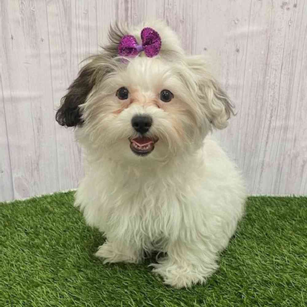 Female Shih-Poo Puppy for Sale in Braintree, MA