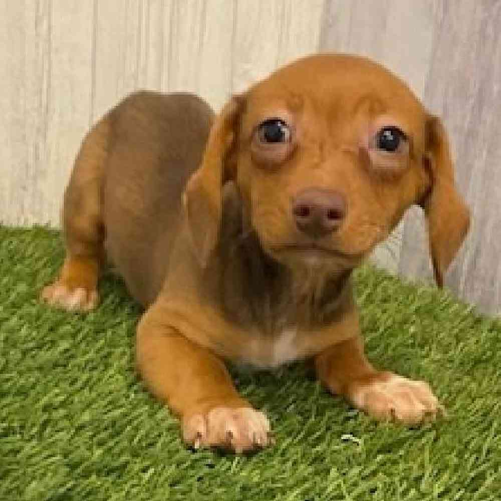 Male Chiweenie Puppy for sale