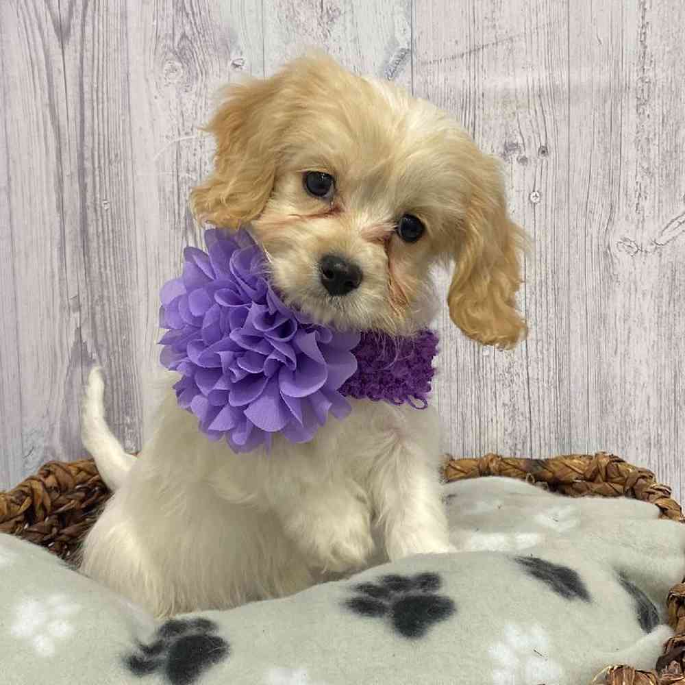 Female Cavachon Puppy for Sale in Saugus, MA