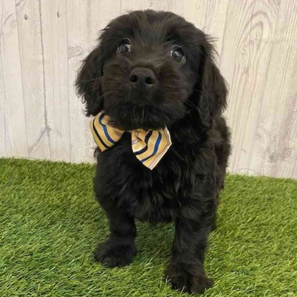 Male Mini Goldendoodle Puppy for sale