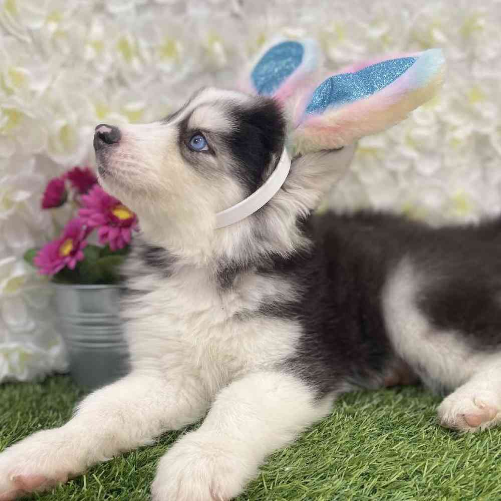 Male Siberian Husky Puppy for Sale in Braintree, MA