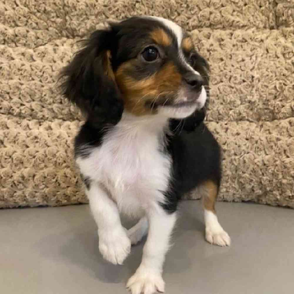Female Mini Aussalier Puppy for sale