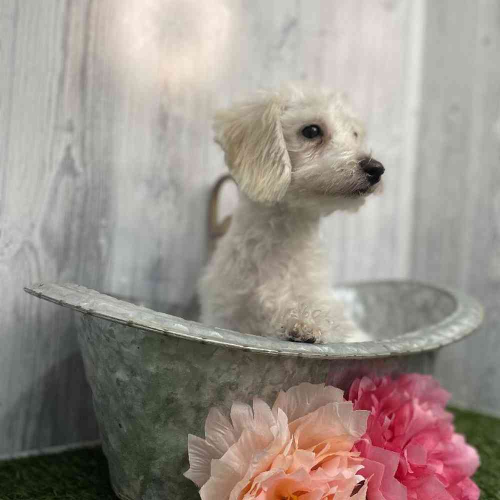 Female Bichon-Poodle Puppy for sale
