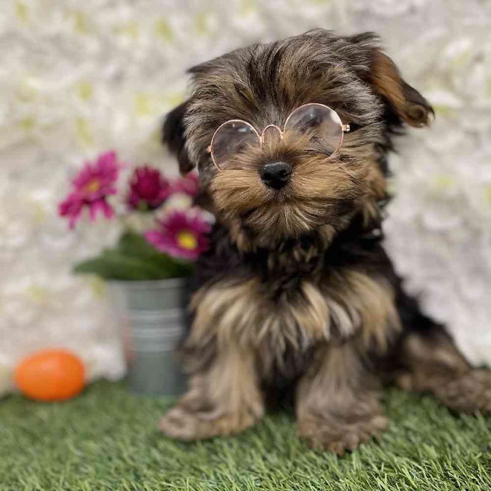 Male Yorkshire Terrier Puppy for Sale in Braintree, MA