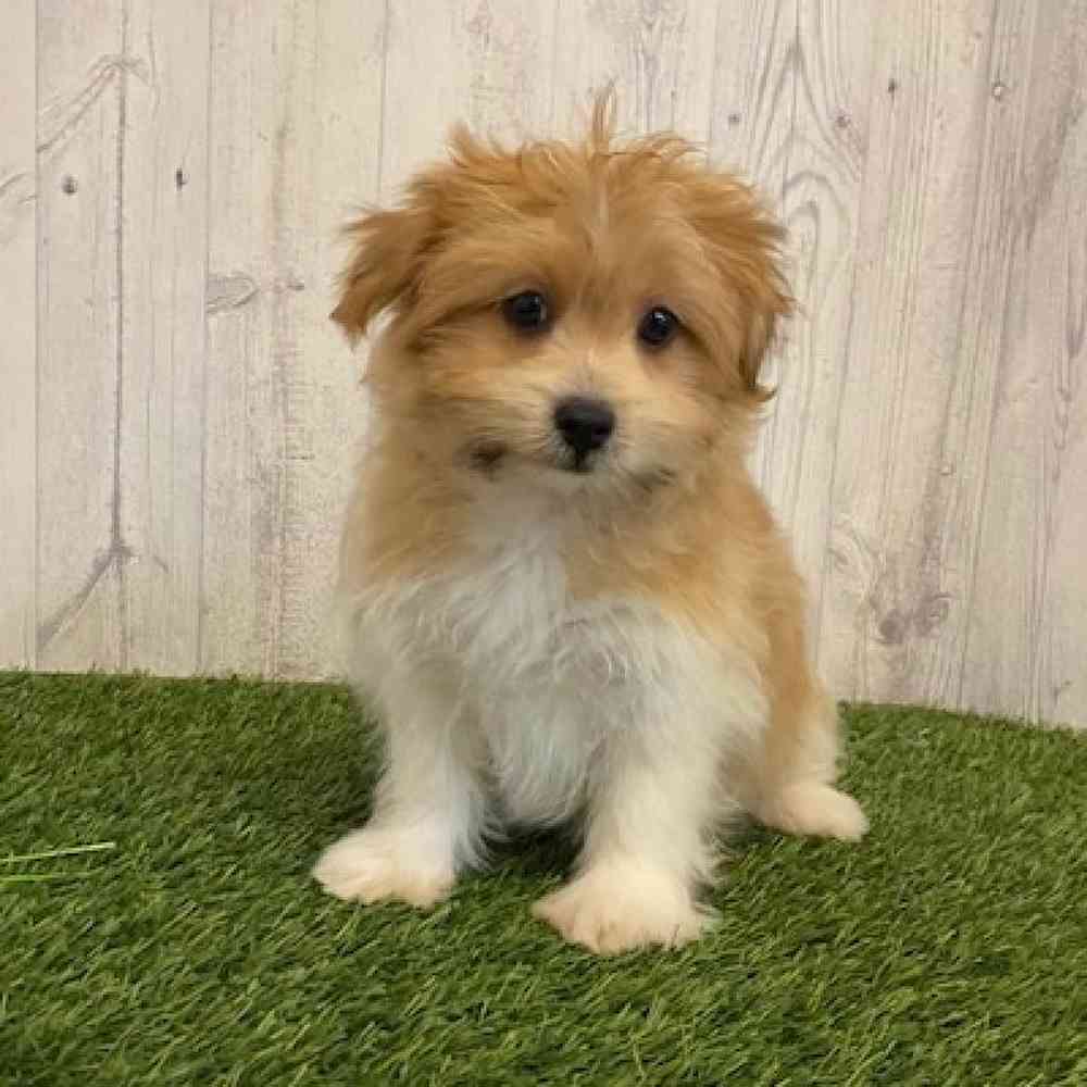 Male Shiranian Puppy for sale