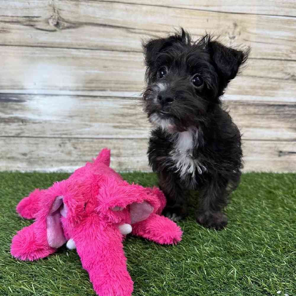 Female Yorkie-Poo Puppy for Sale in Saugus, MA