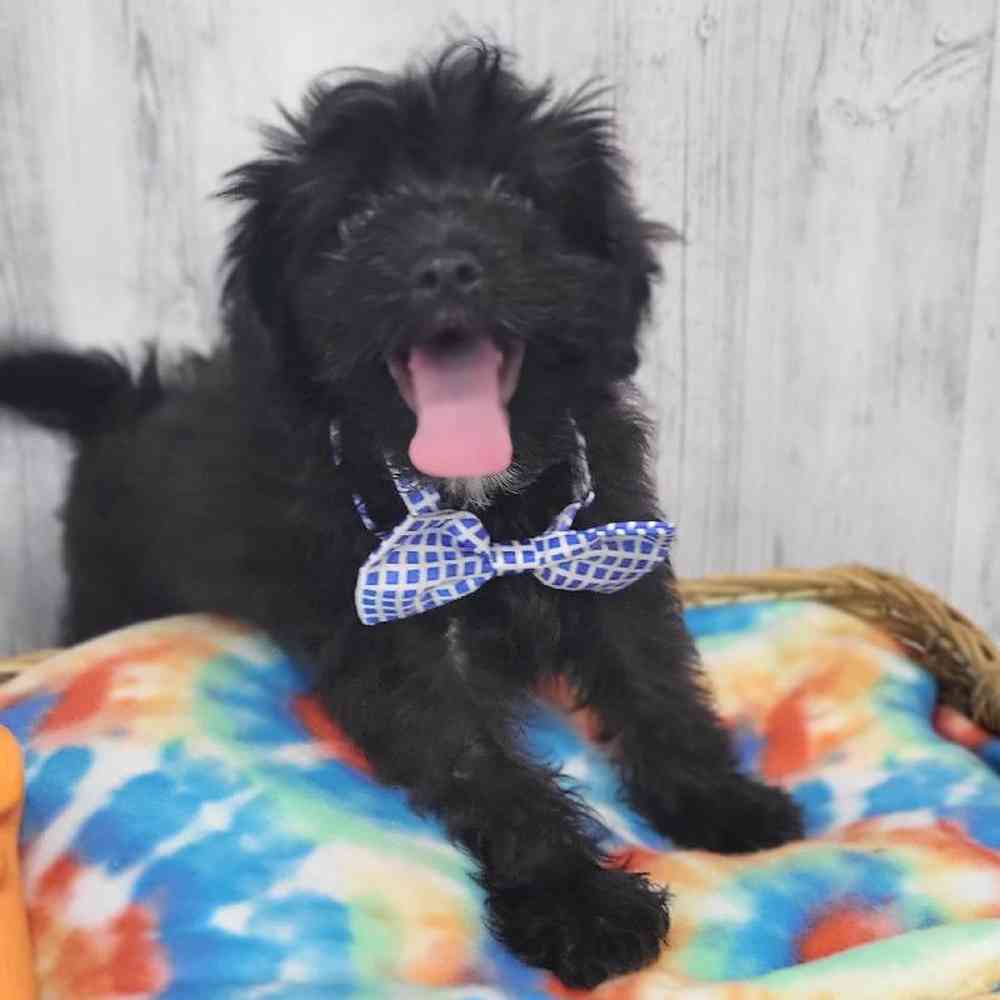 Male Papi-Poo Puppy for Sale in Saugus, MA