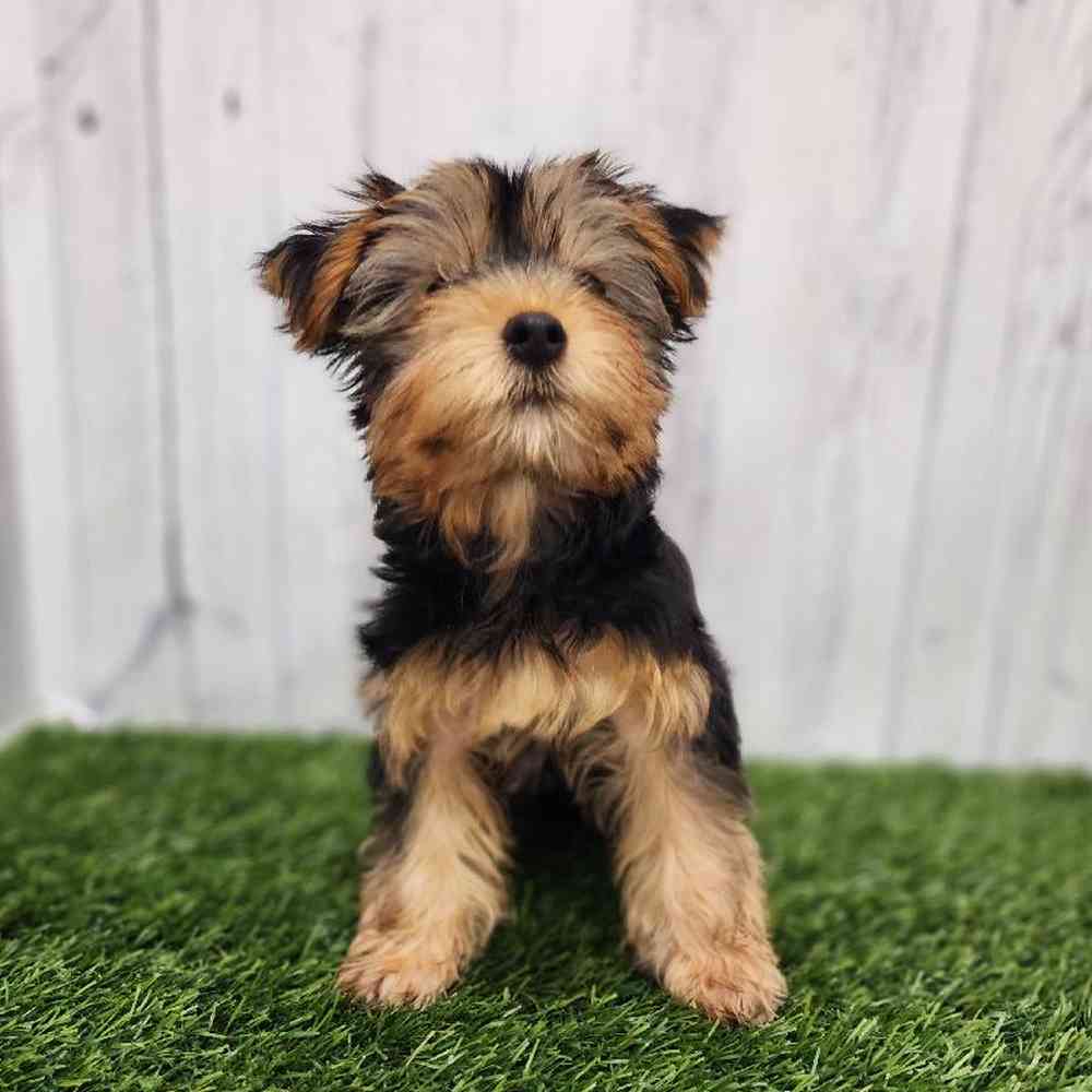 Female Yorkshire Terrier Puppy for sale