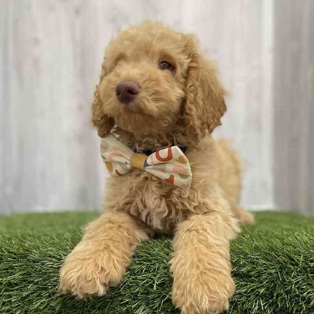 Male Mini Goldendoodle Puppy for Sale in Braintree, MA