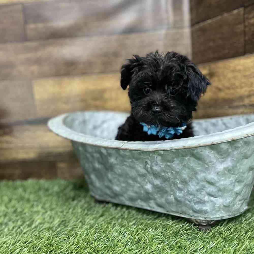 Female Yorkie-Poo Puppy for Sale in Braintree, MA