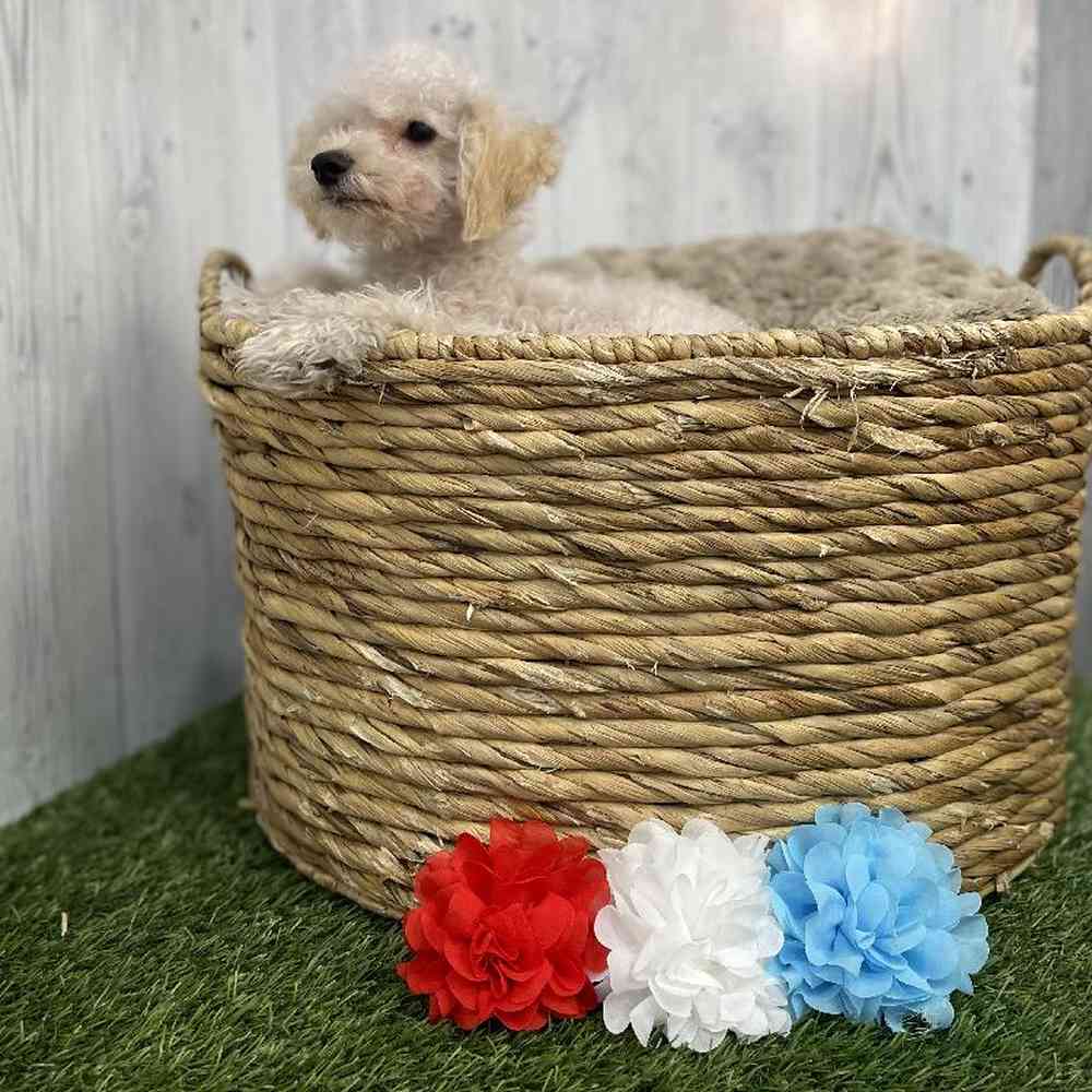Male Poodle (MINI) Puppy for sale