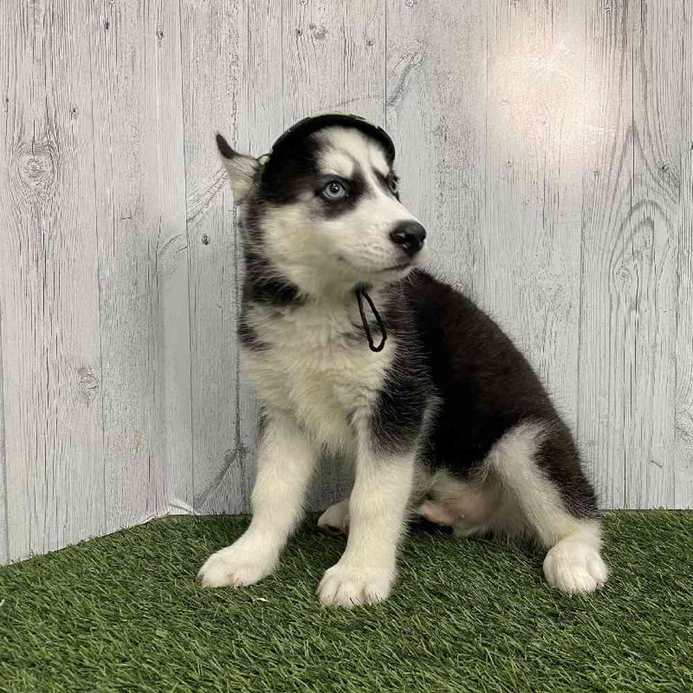 Male Siberian Husky Puppy for sale