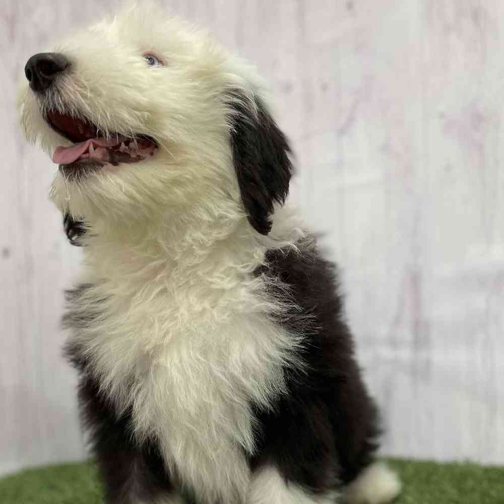 Female Old English Sheepdog Puppy for Sale in Braintree, MA