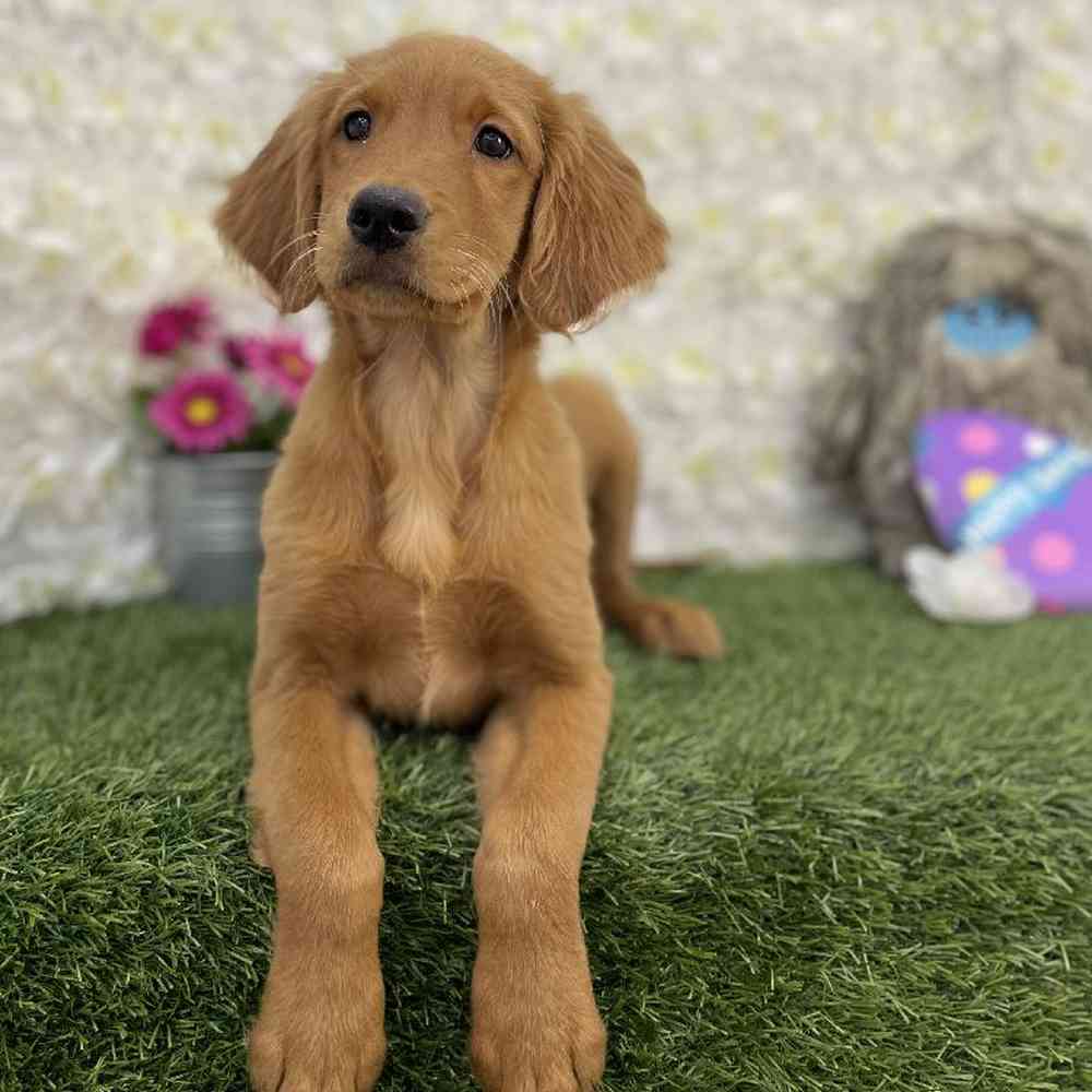 Female Golden Retriever Puppy for Sale in Braintree, MA