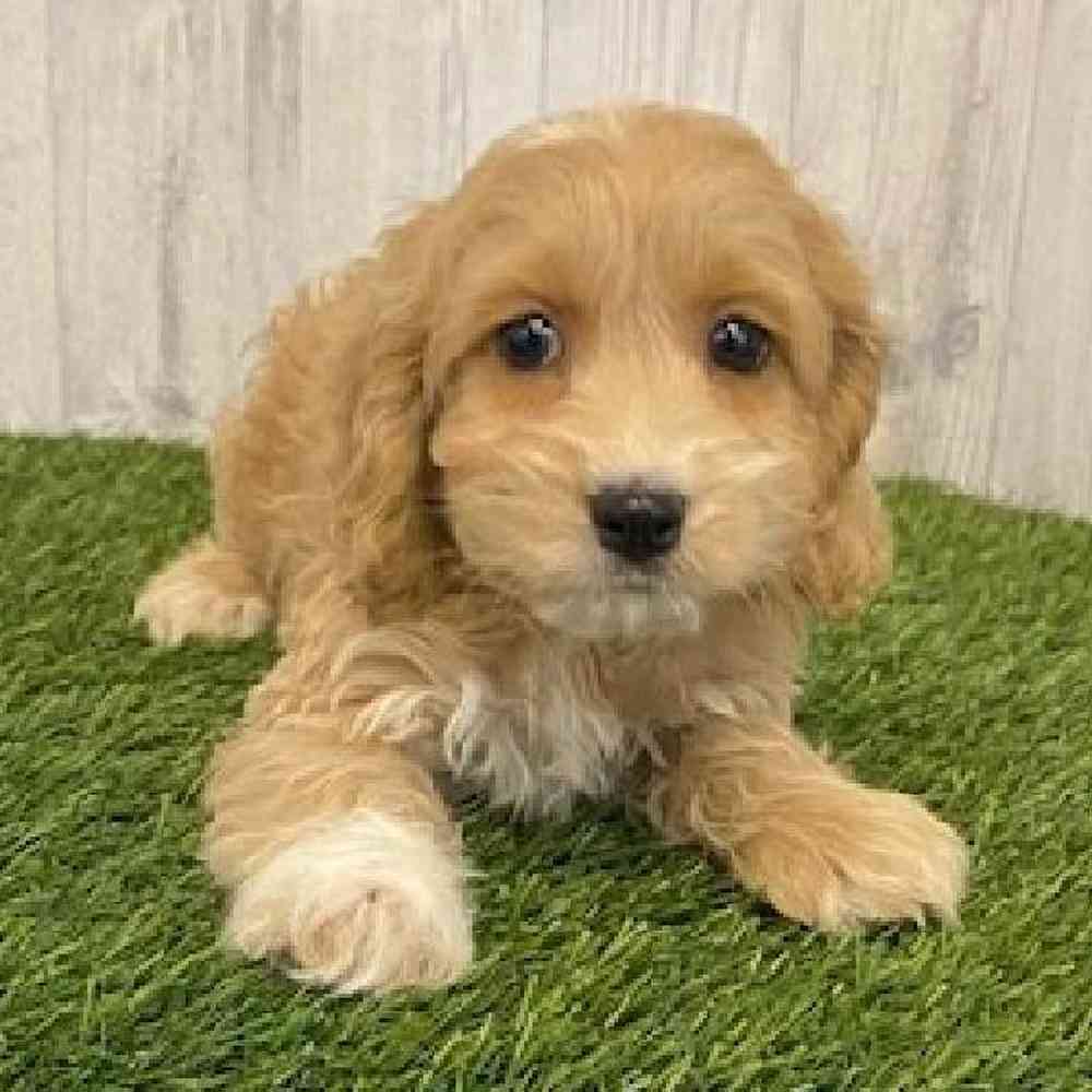 Male Cockapoo Puppy for sale