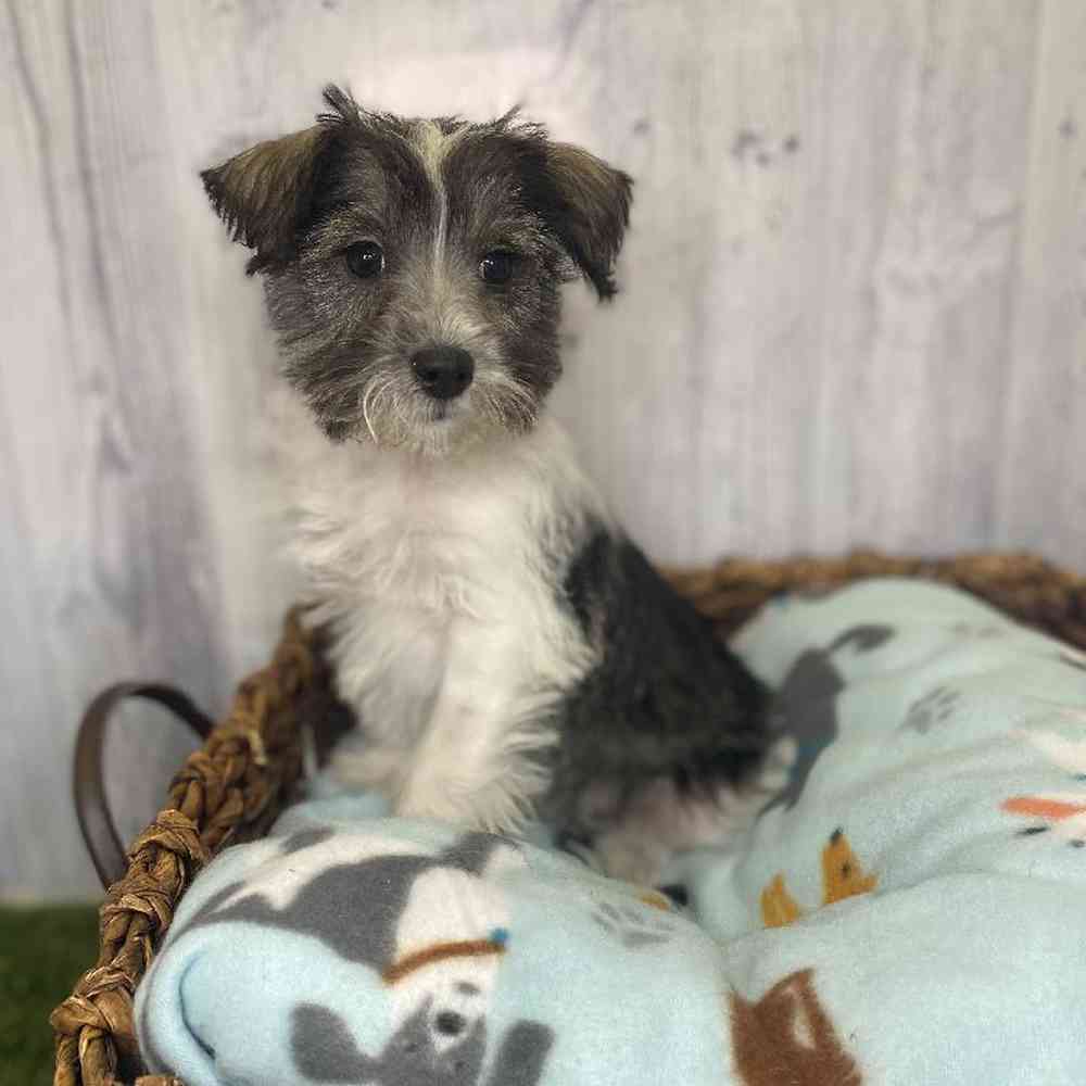 Female Miniature Schnauzer Puppy for Sale in Saugus, MA