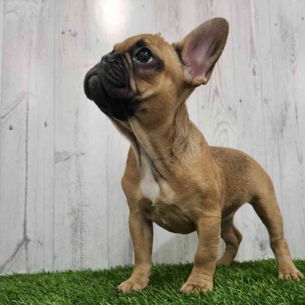 Female French Bulldog Puppy for Sale in Braintree, MA