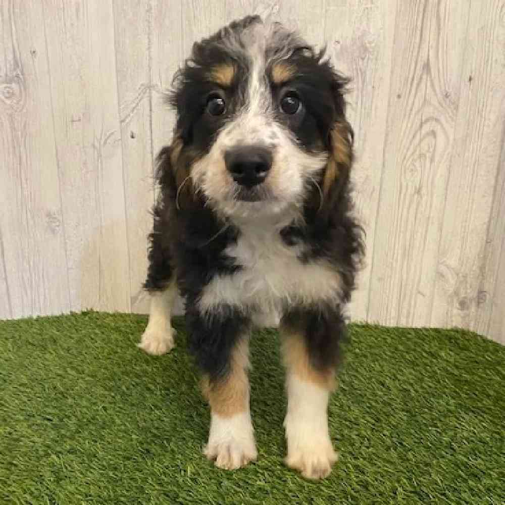 Female Mini Bernedoodle Puppy for sale