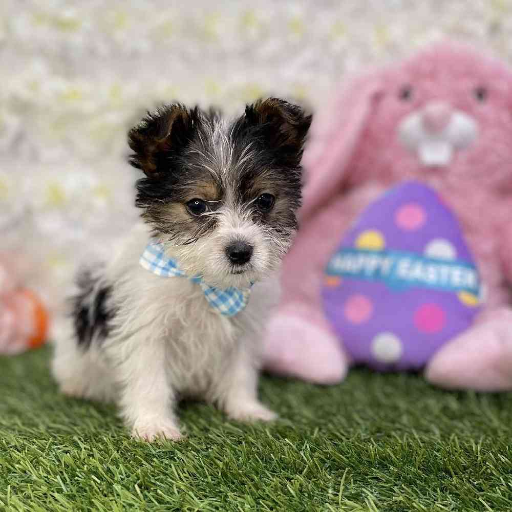 Male Biewer Yorkshire Terrier Puppy for Sale in Braintree, MA
