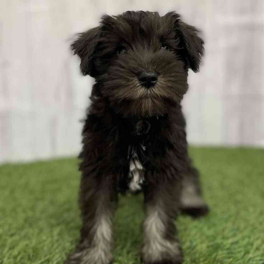 Female Miniature Schnauzer Puppy for Sale in Braintree, MA
