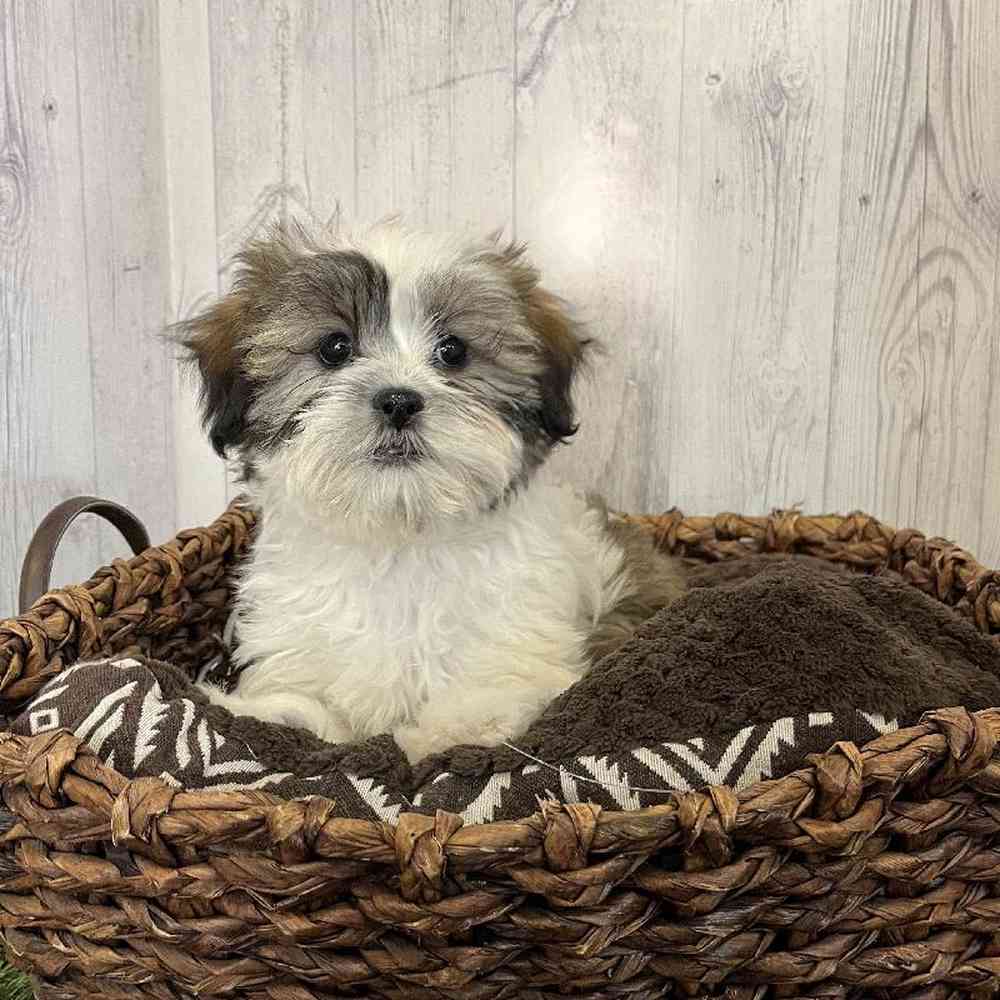Male Malshi Puppy for Sale in Saugus, MA