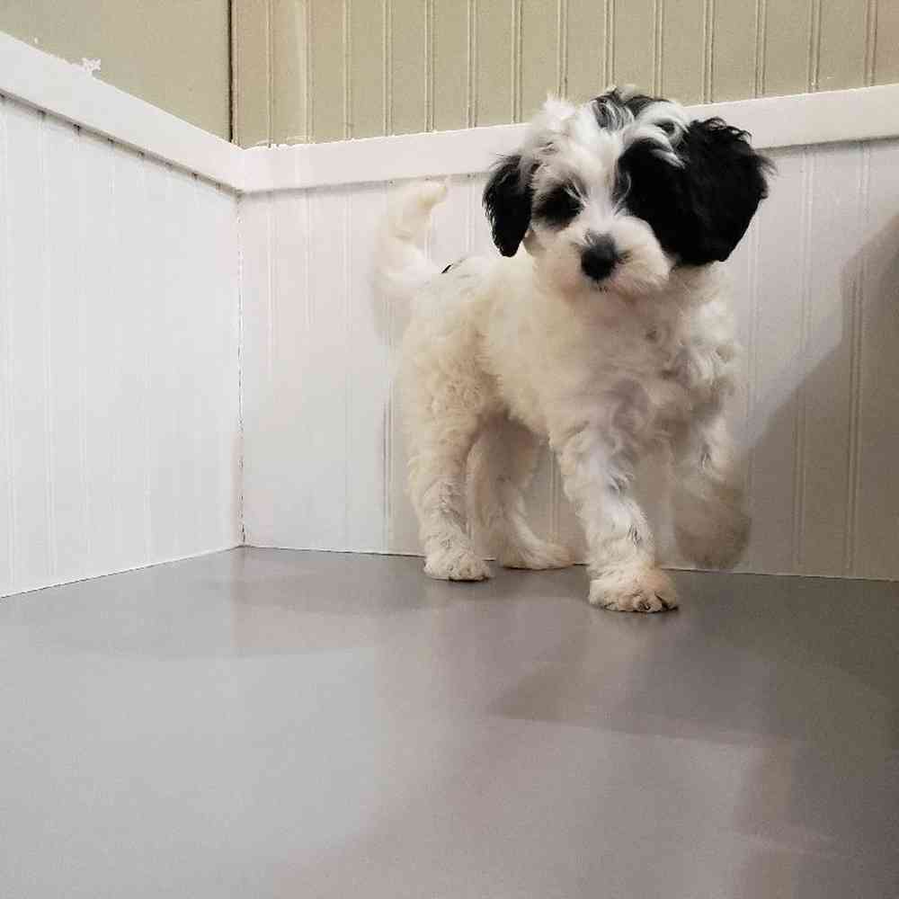 Female Mini Sheepadoodle Puppy for sale