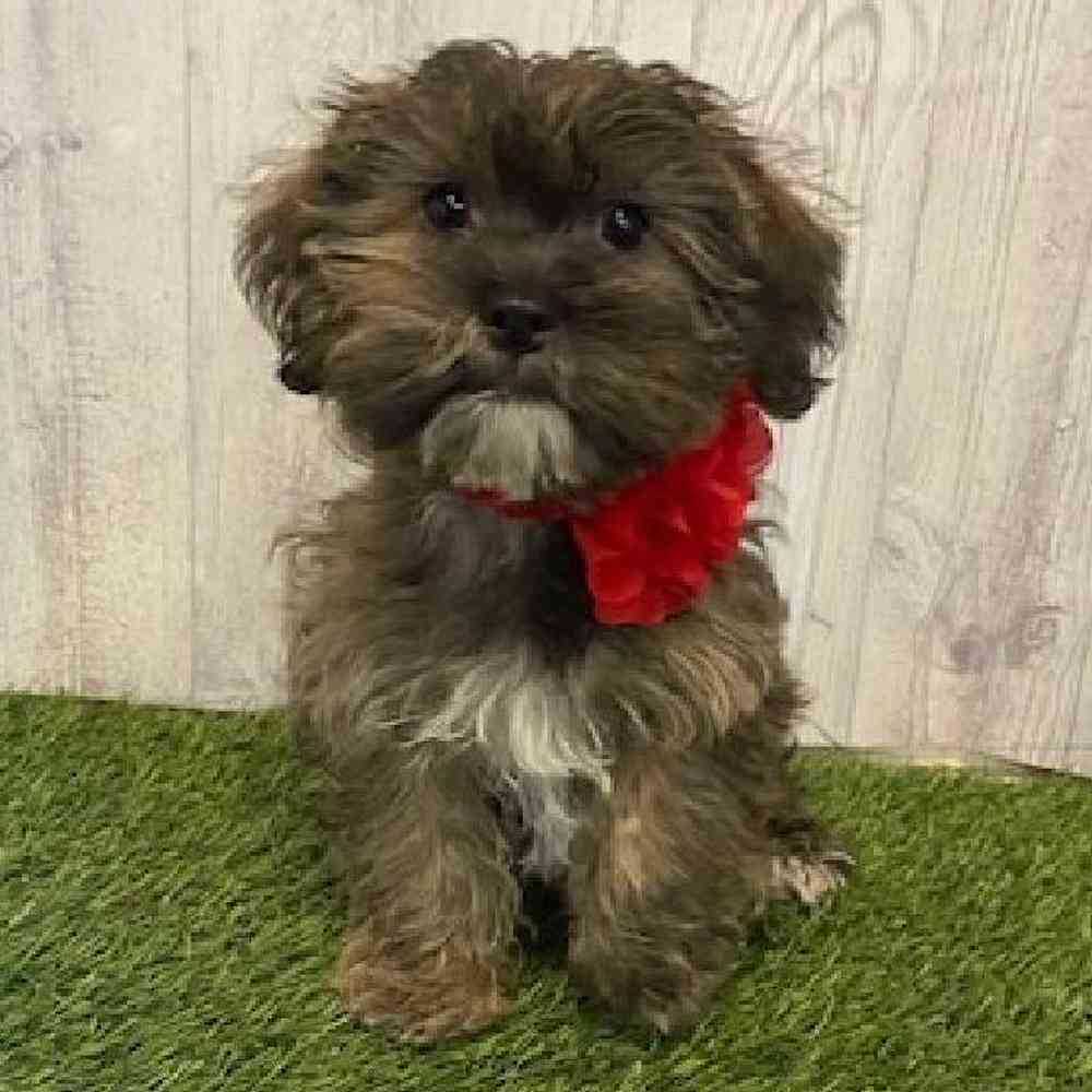 Female Shorkie Puppy for Sale in Saugus, MA
