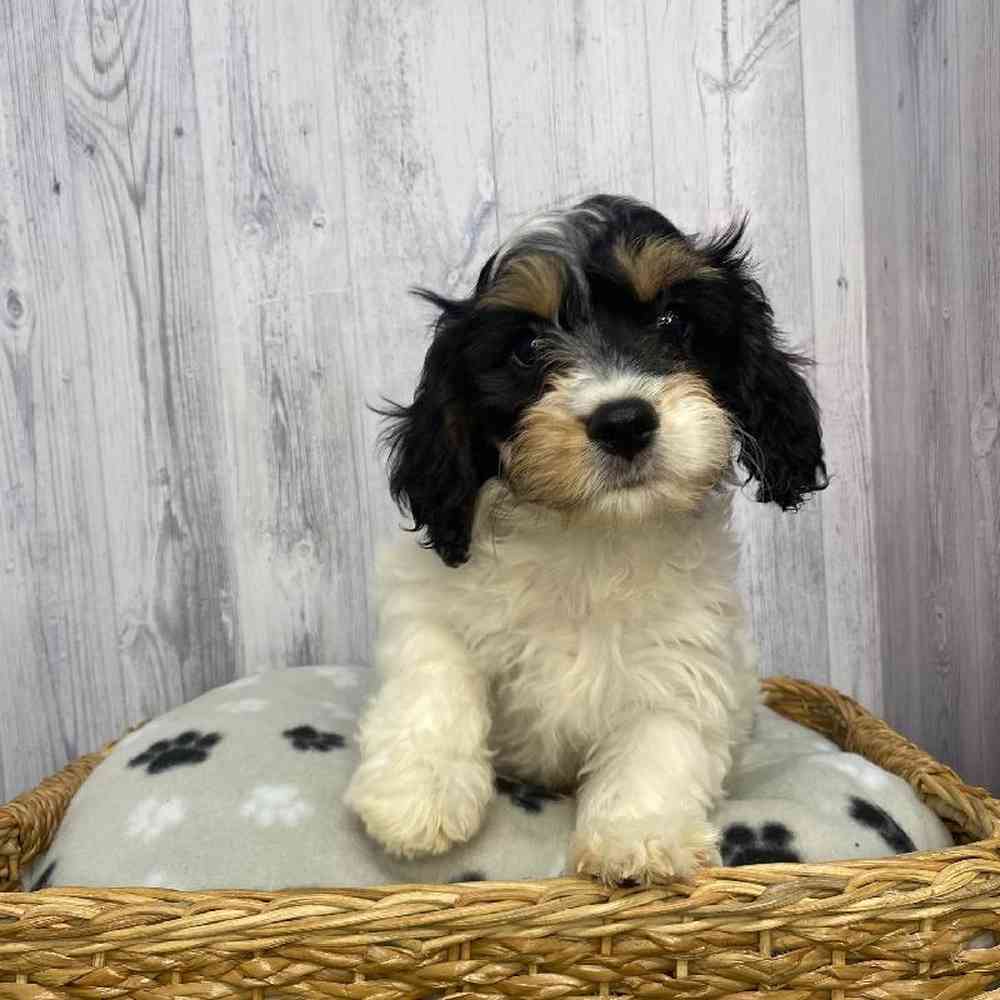 Male Cavachon Puppy for Sale in Saugus, MA
