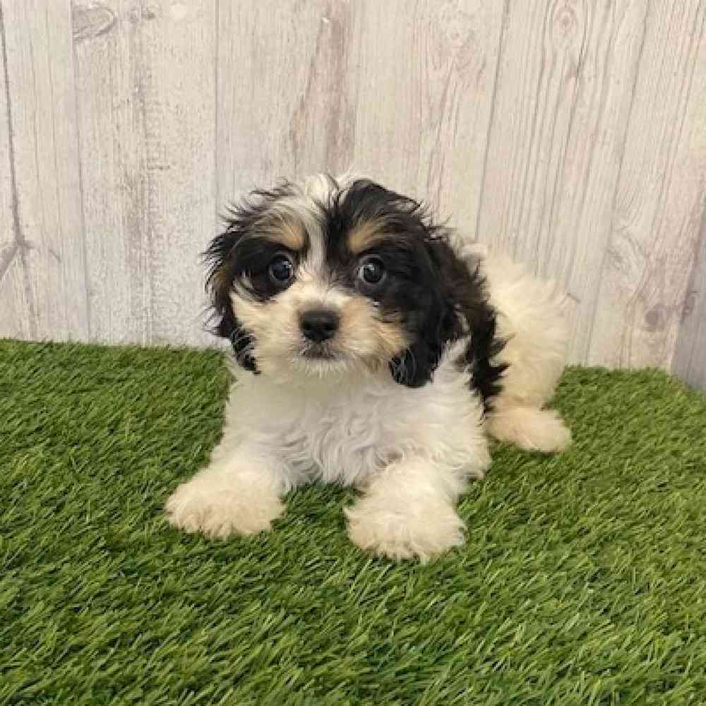 Female Cavachon Puppy for sale