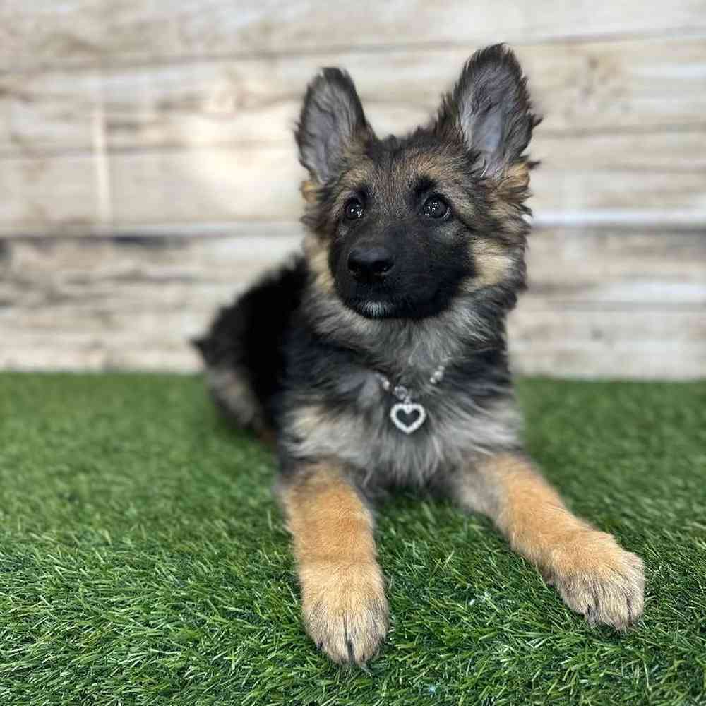 Female German Shepherd Dog Puppy for Sale in Saugus, MA