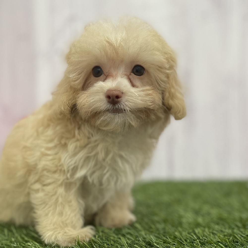 Female Havapoo Puppy for Sale in Braintree, MA