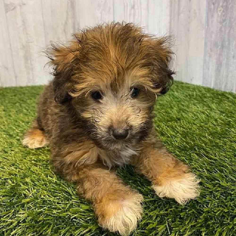 Male Mini Sheltidoodle Puppy for sale