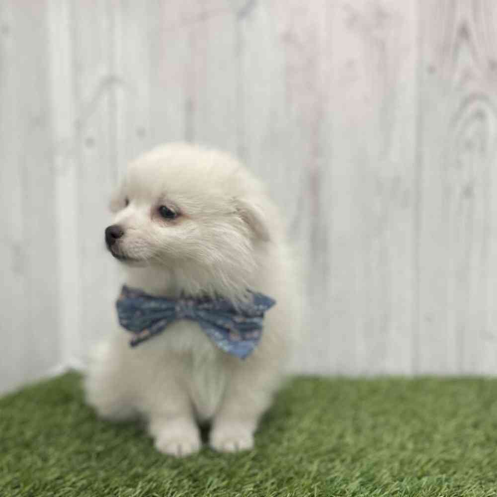 Male American Eskimo Puppy for Sale in Braintree, MA