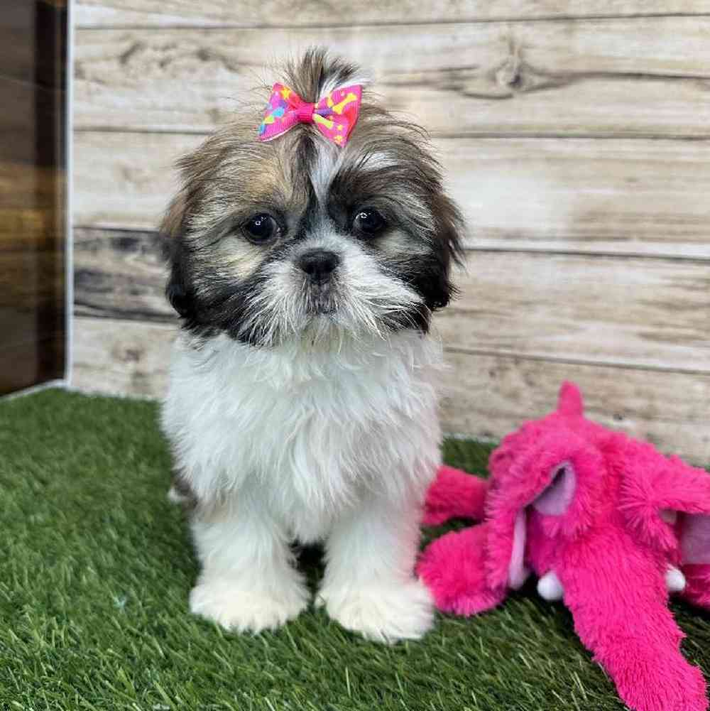 Female Shih Tzu Puppy for Sale in Saugus, MA