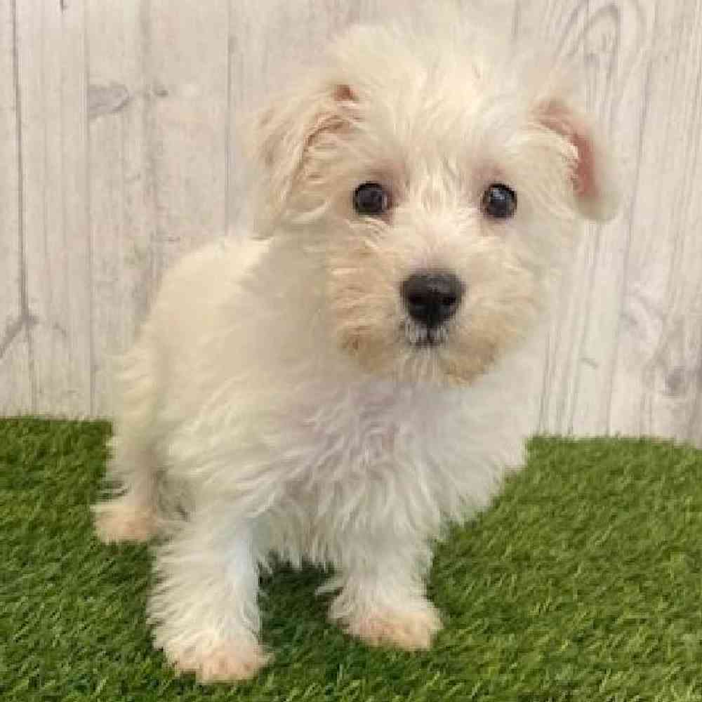 Male Wee-Chon Puppy for sale