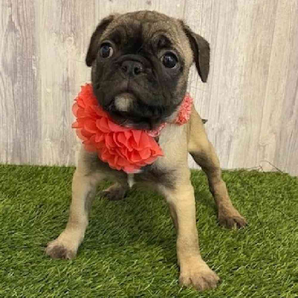 Female Frug Puppy for sale