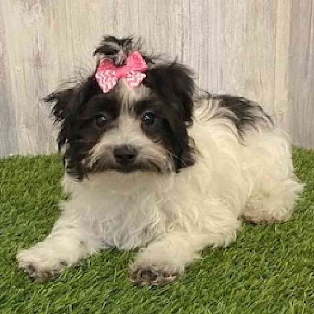 Female Hava-Chon Puppy for sale