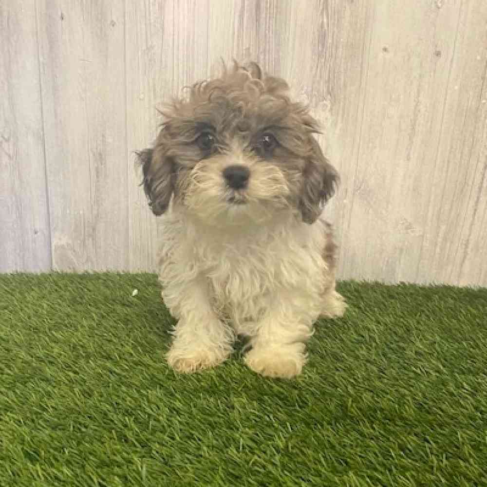 Female Shih-Poo Puppy for sale