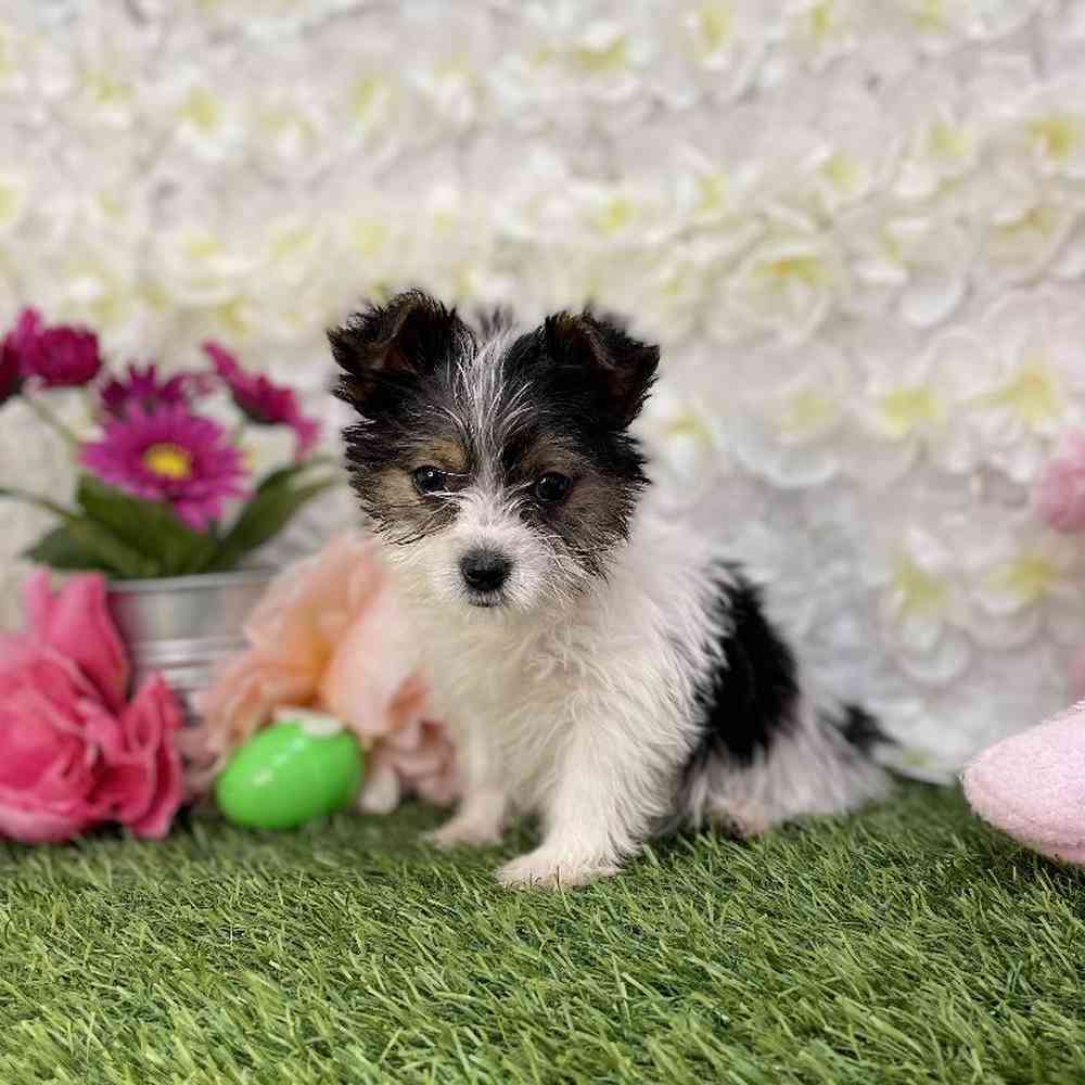 Male Biewer Yorkshire Terrier Puppy for Sale in Braintree, MA