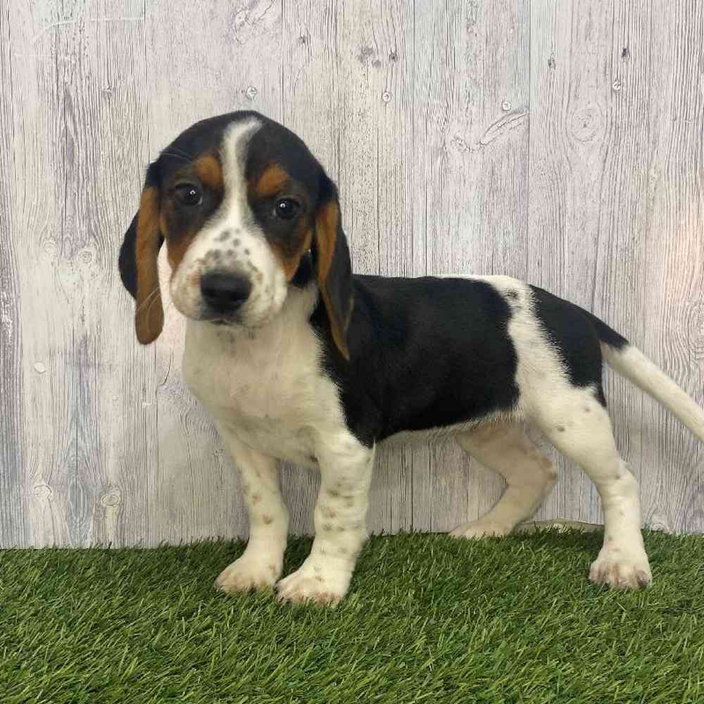 Female Beagle Puppy for Sale in Saugus, MA