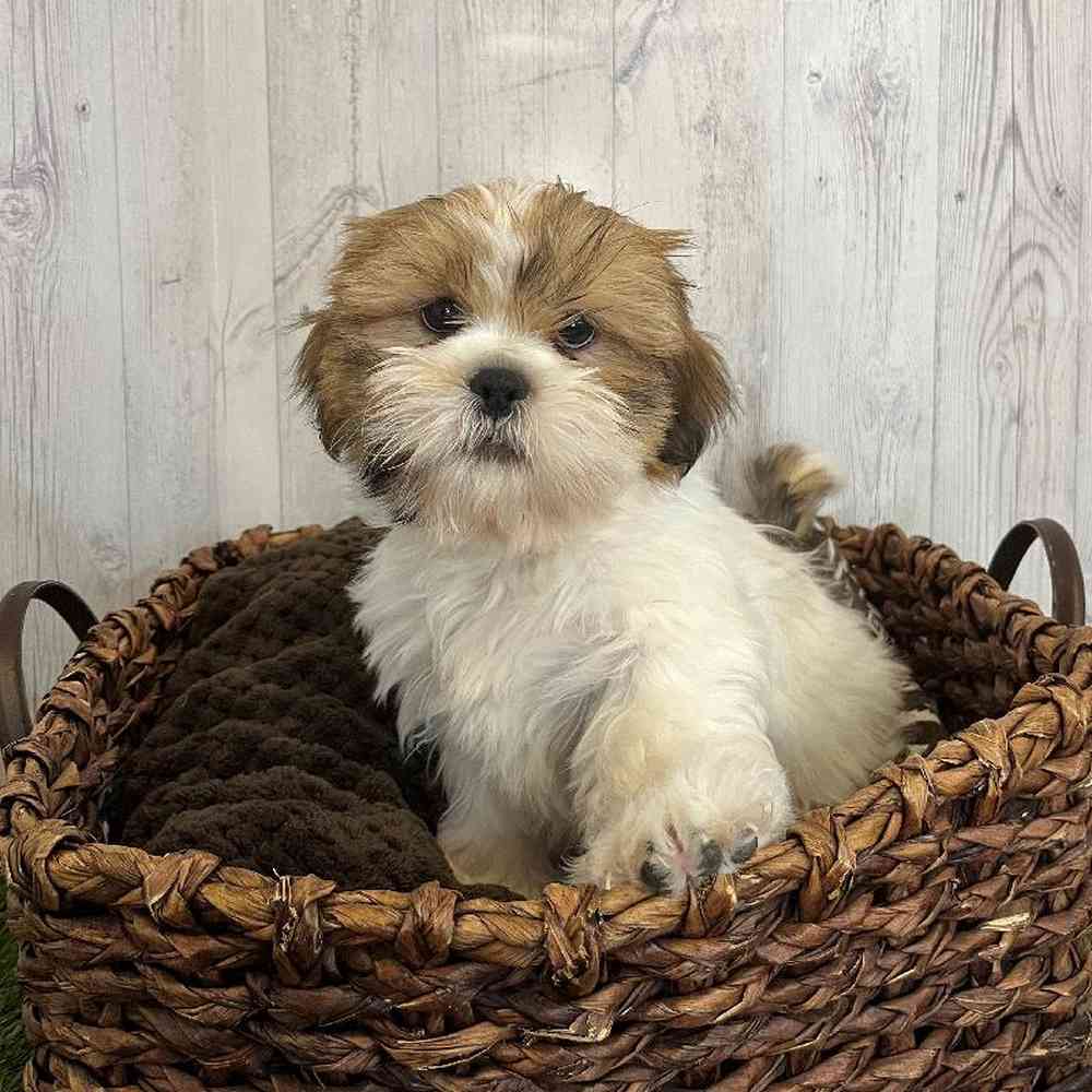 Male Shih Tzu Puppy for Sale in Saugus, MA