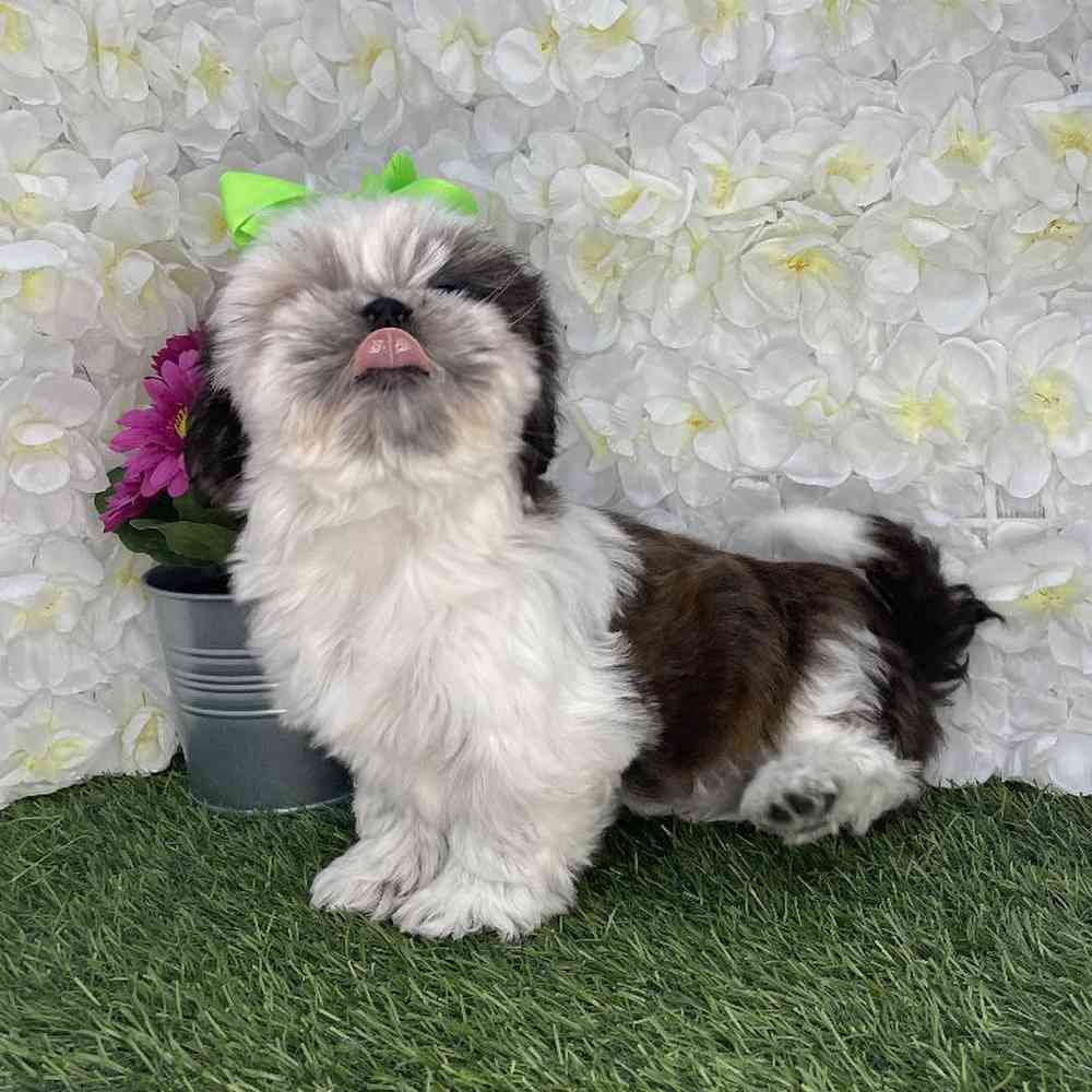 Female Shih Tzu Puppy for Sale in Braintree, MA
