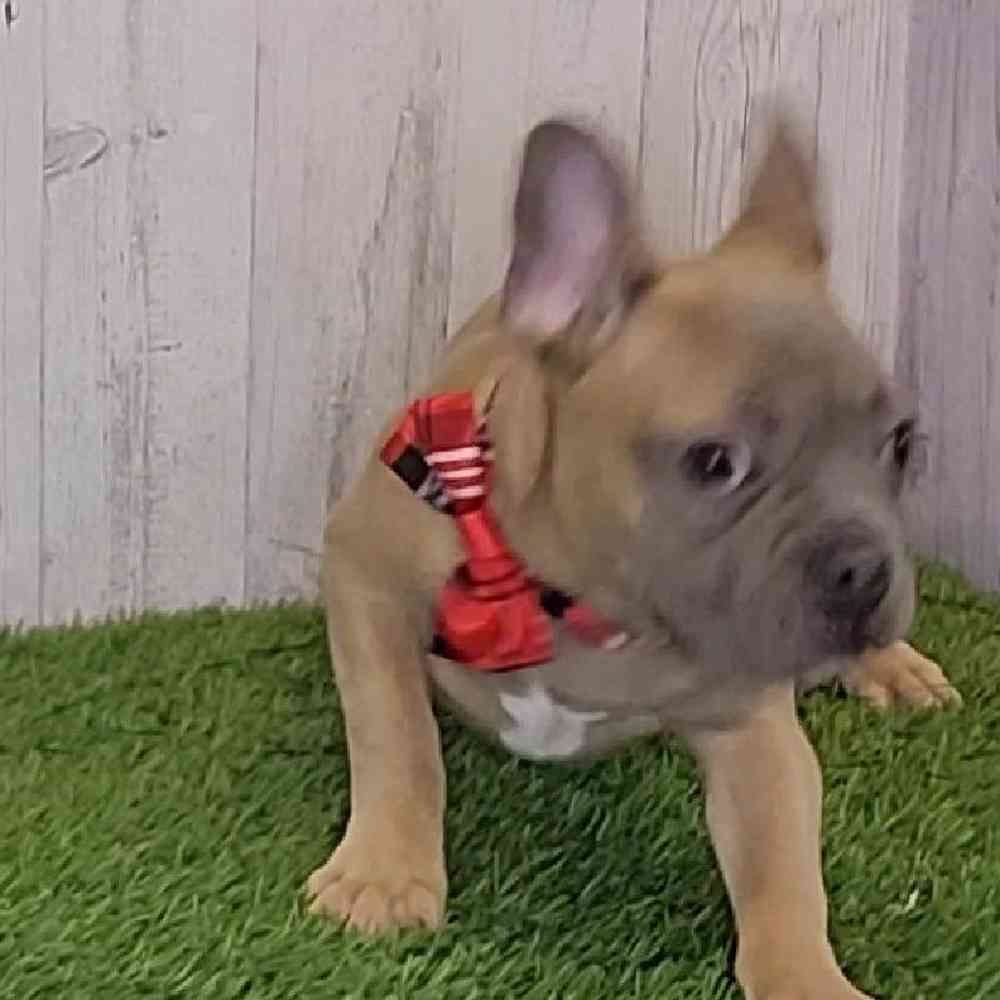 Male French Bulldog Puppy for sale