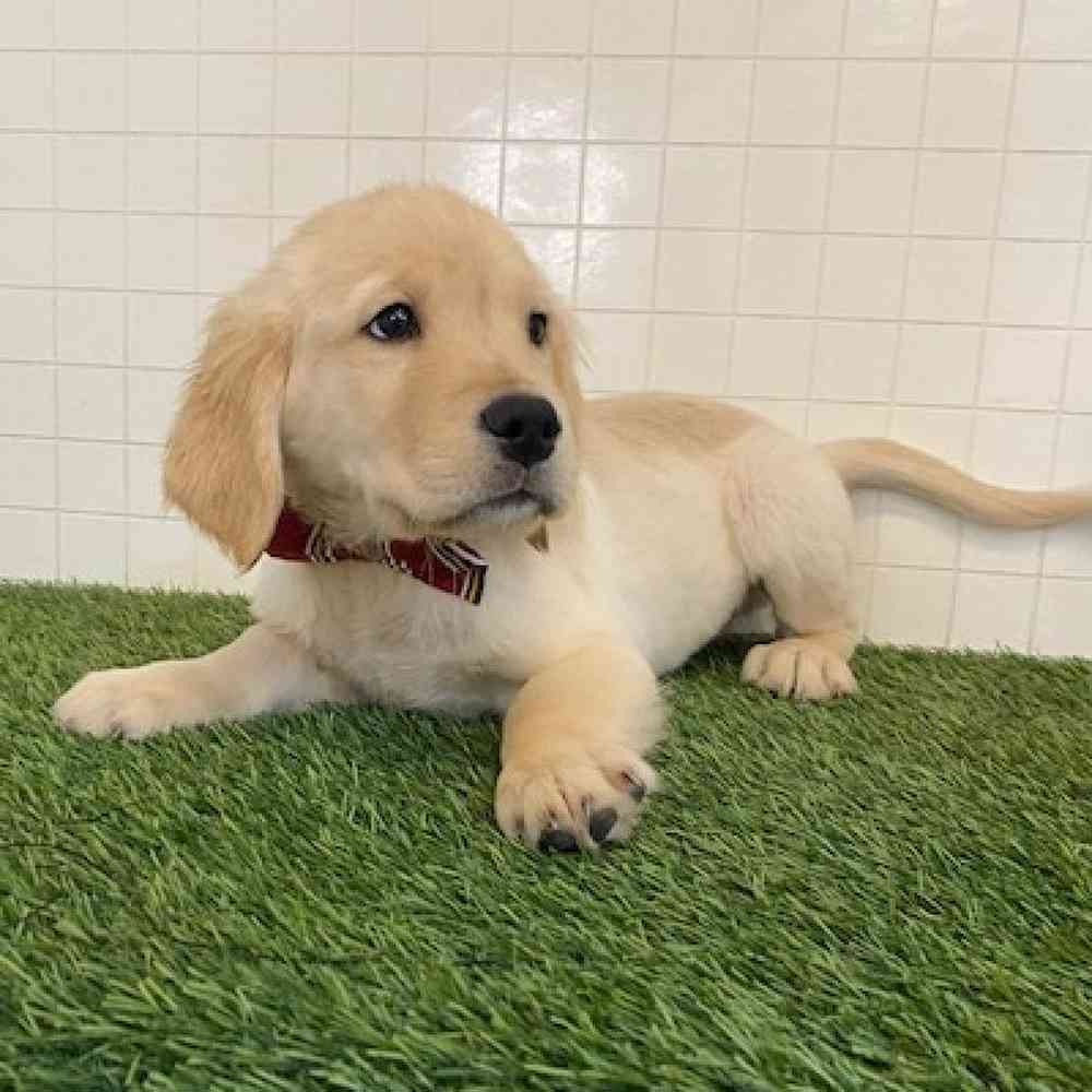 Male Golden Retriever Puppy for sale
